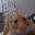 Glorp