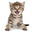 meow