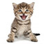meow