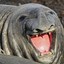 Lucille The Loose Seal