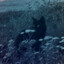 idwtoliveanymore