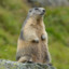 Marmottesinus