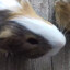 graham cracker the guinea pig