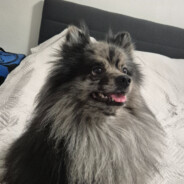 Deadzero - steam id 76561198397126741