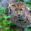 Amur Leopard