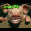 Crazy Pig