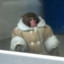 Arctic Monke