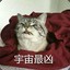 小猪宝宝