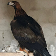 Алаш Орда - steam id 76561199439682475