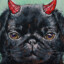 nawnypug