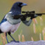 Sniper Bird ︻デ 一