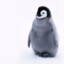 PenguinBoy