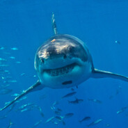 Shark
