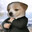dog in a tux