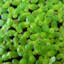Duckweed
