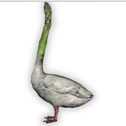 Asparagoose