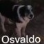 OSVALDO