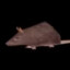 HorizontallySpinningRat