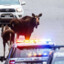 Arrested_Moose