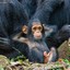 Monkey Kitchen