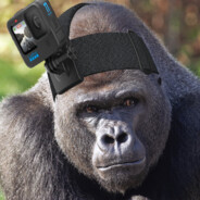 Gorilla Gopro Footage