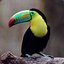 El ToucaN