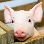 母猪产后护理服务