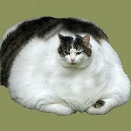 Overwelmingly Obese Cat
