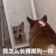 爱吃蔬菜的小狗