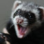 ferretsbackup