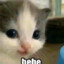 hehe cat