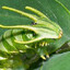 pyranha