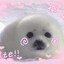 real seal