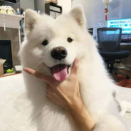 隔壁的狗爱房东的猫