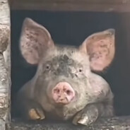 Добрый Mr. Svin avatar