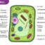 Plant cell