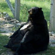 FAT BEAR