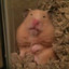 Cookie_the_hamster