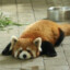 Red panda very very cute