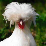 OKyCocky