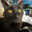MILTON_the_CAT