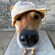 狗子的杀意感知。。。