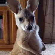 stop saying the n word pls