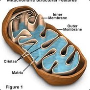 0 Mitochondria