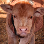 HANWOO Pong pong man