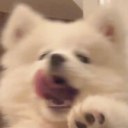 Hi b b