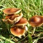 Psilocybe