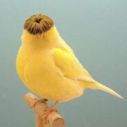 Canary