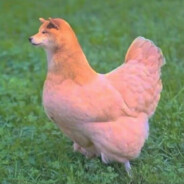 dog chicken
