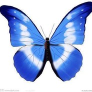 不当村长养甲鱼了